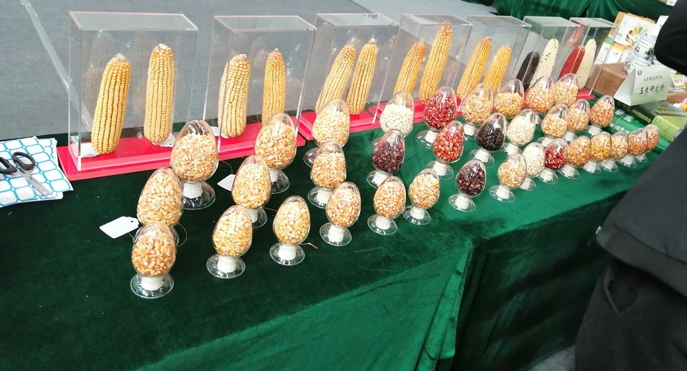 玉米|亩产超过900公斤，这2个玉米新品种不得了