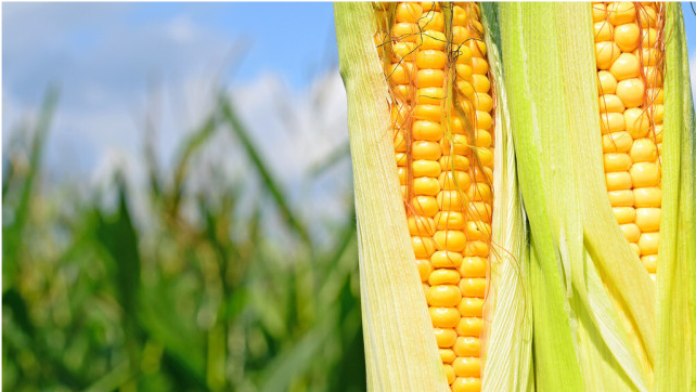 玉米|亩产超过900公斤，这2个玉米新品种不得了