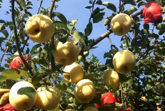 转基因|奶油红富士是转基因水果吗？人吃了转基因食品会怎样？