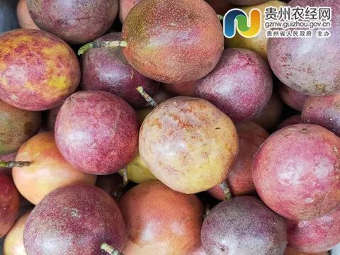 【产销对接】大量供应百香果,辣椒,红心猕猴桃