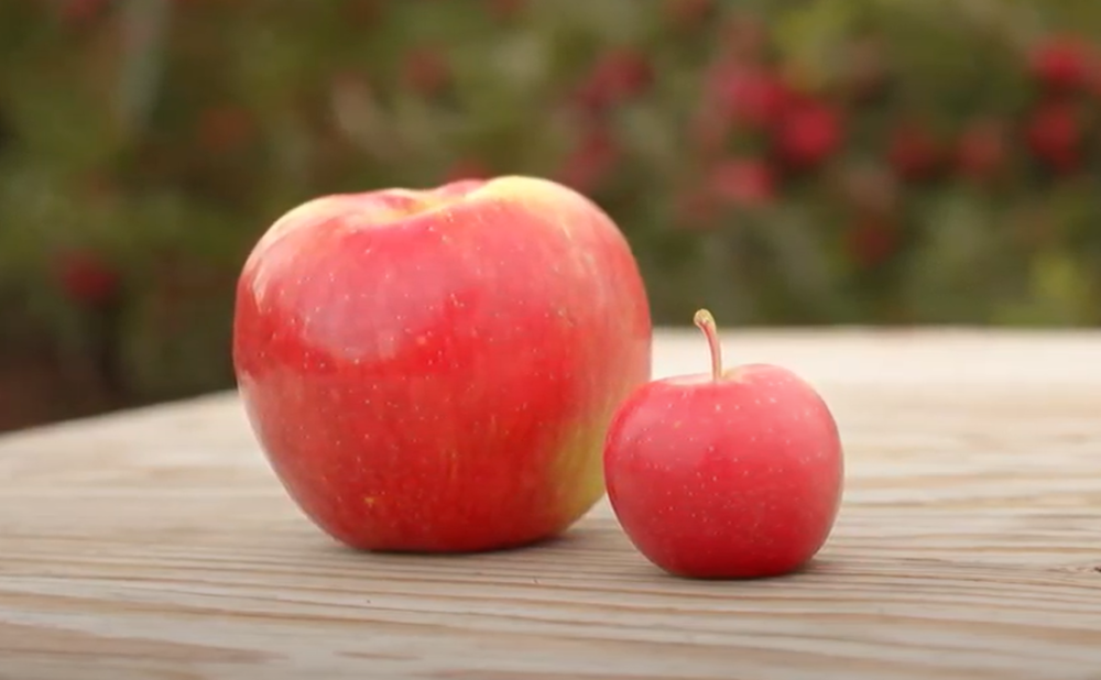 9个杀入我国市场的进口苹果中,哪一个智商税收得更狠?_腾讯新闻