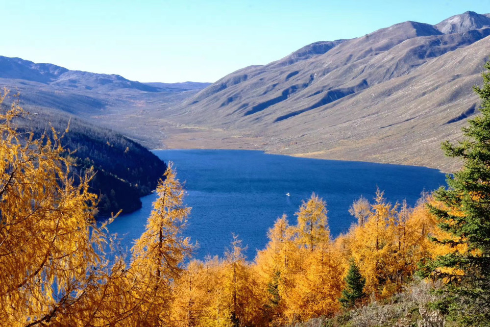 收割最美秋色!实拍康定情歌风景区彩林美如画