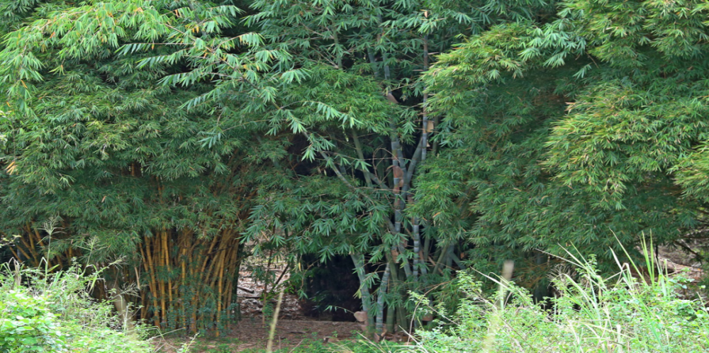 约瑟夫·卡瓜伊|新华财经见闻丨万万没想到！