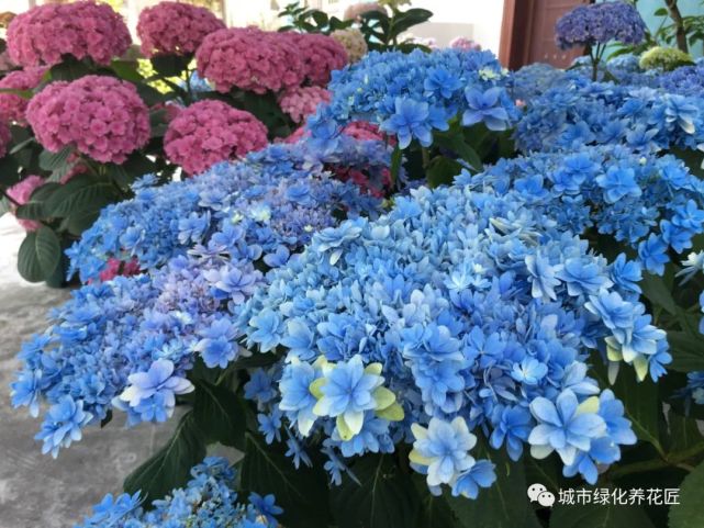 绣球花在11月才出花苞 有些反常 留着开花 还是去掉养根 绣球花盆栽 爆盆 绣球花