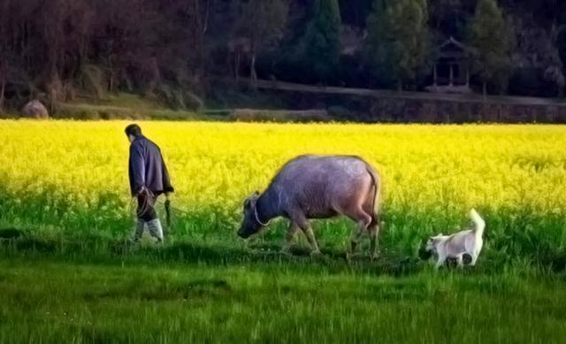 夏令时|美国结束了2020年夏令时，夏令时真能节约能源？在我国为何作废？