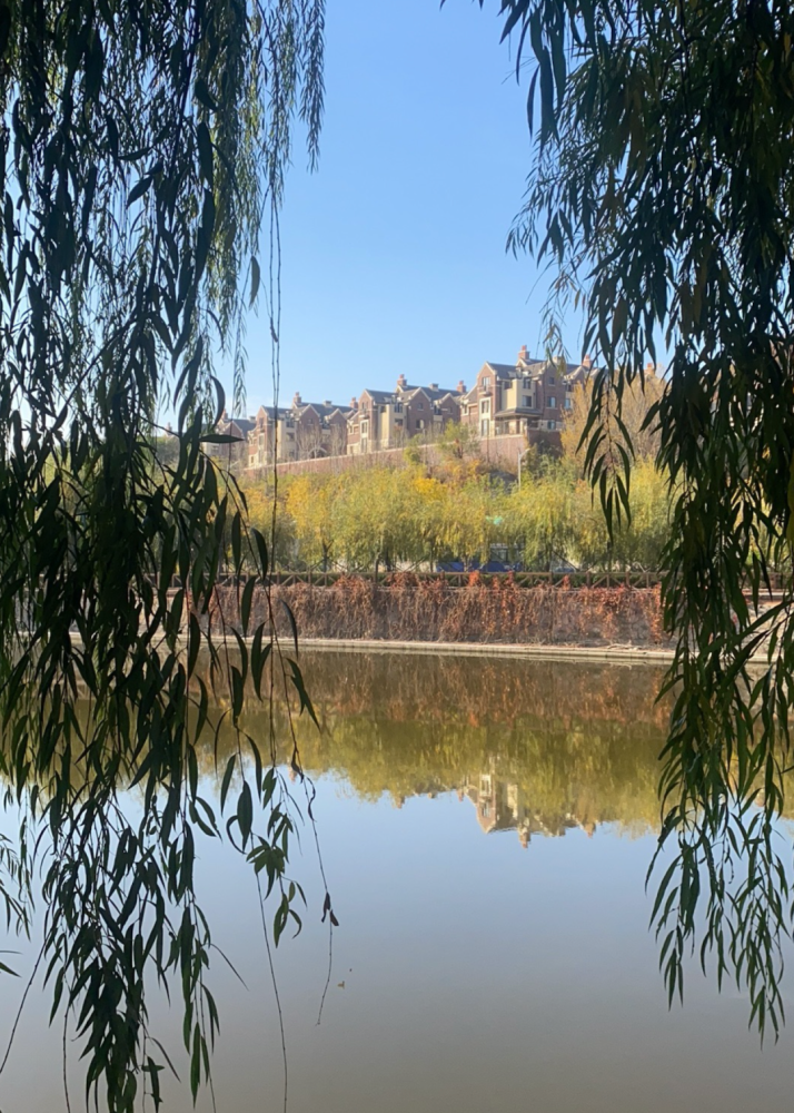 【学习】"学习强国"上的甘井子|大连甘井子区红旗街道:秋日街景美如画