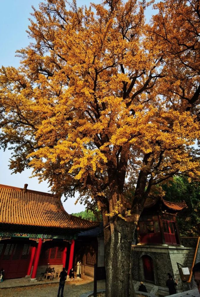 无门票济南城里千年银杏树进入最佳观赏期周末实拍