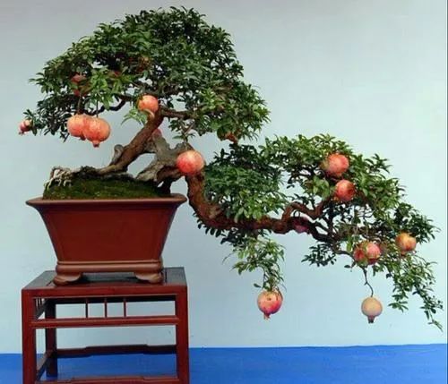 秦岭山的老石榴树用来制作盆景成本100元卖价1600