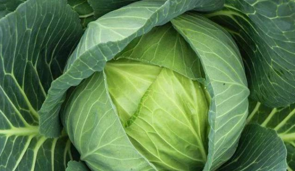 有机农产品|有机农产品，就是不打农药不用化肥？一些新农人一开始就错了！