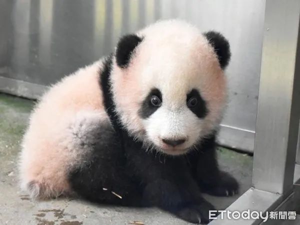 圆宝新朋友台北动物园大熊猫宝宝"圆宝"脱离"拖把熊"的型态,即将满4个