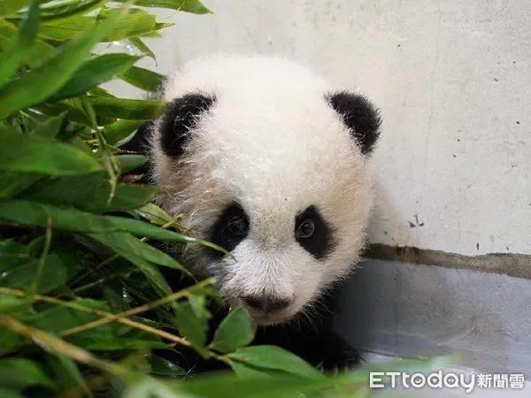 台北动物园大熊猫宝宝"圆宝"脱离"拖把熊"的型态,即将满4个月的它每天