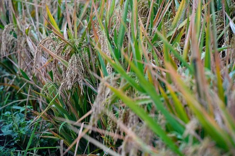 袁隆平|“90后”袁隆平的新愿望：亩产2000公斤、干到“百零后”