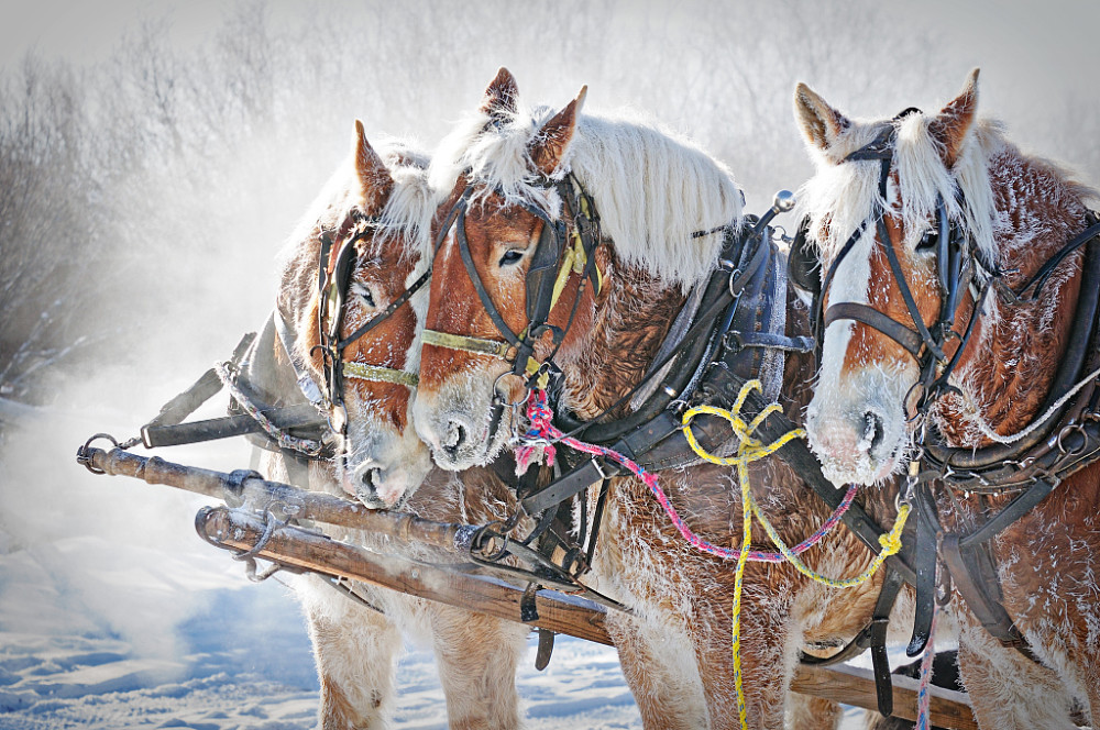 非驴非马用英语怎么表达 真不是neither Donkey Nor Horse 腾讯新闻