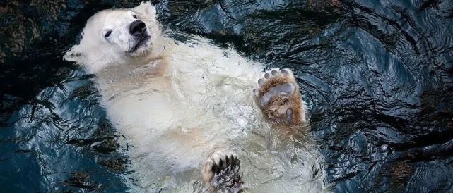 河马|库奇鲸|印多霍斯兽|陆走鲸|鲸鱼