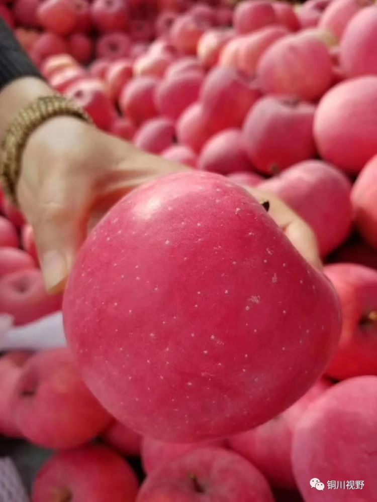 铜川冰糖心苹果味道好得很