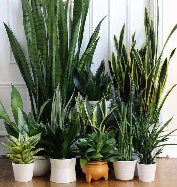 天冷了这些盆栽花卉且慢搬进室内 原因竟是这个 盆栽花卉 花卉 君子兰 天竺葵 绣球花 海棠