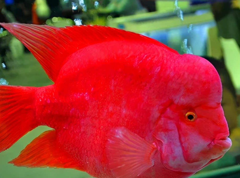 蓝鹦鹉鱼红鹦鹉鱼黄鹦鹉鱼金刚鹦鹉鱼的区别