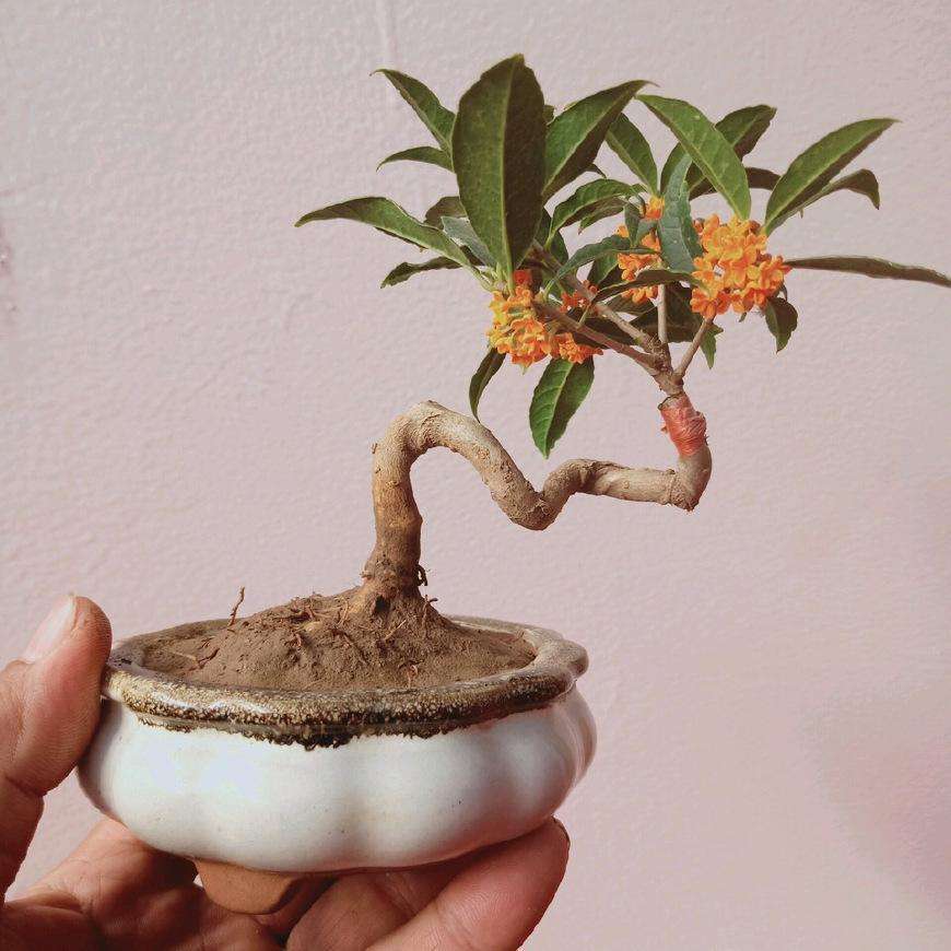 入冬前这3种花要彻底修剪一下 提高抗寒能力 开花多 腾讯新闻