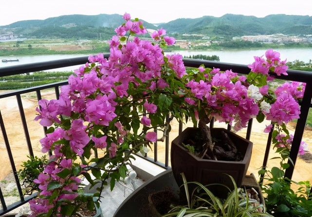 喜欢开花多 花期长 那就种藤本植物吧 长长的藤条长满了花朵