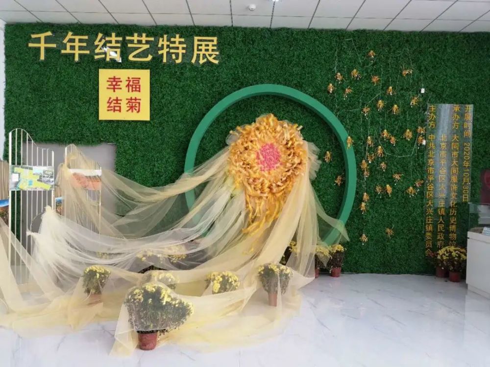 平谷区|平谷开启“菊花美食文化季”诚邀市民休闲打卡