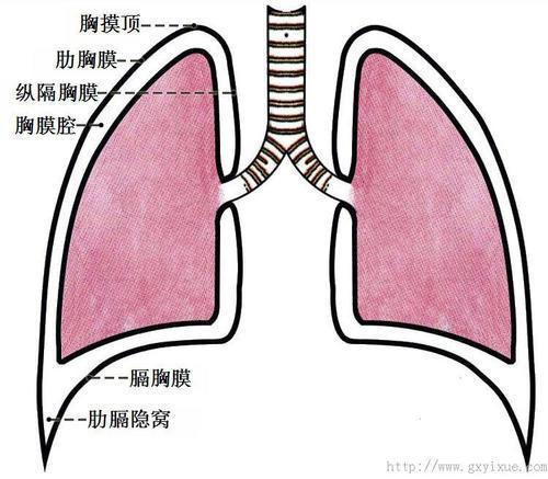 产生胸腔积液的原因是什么?