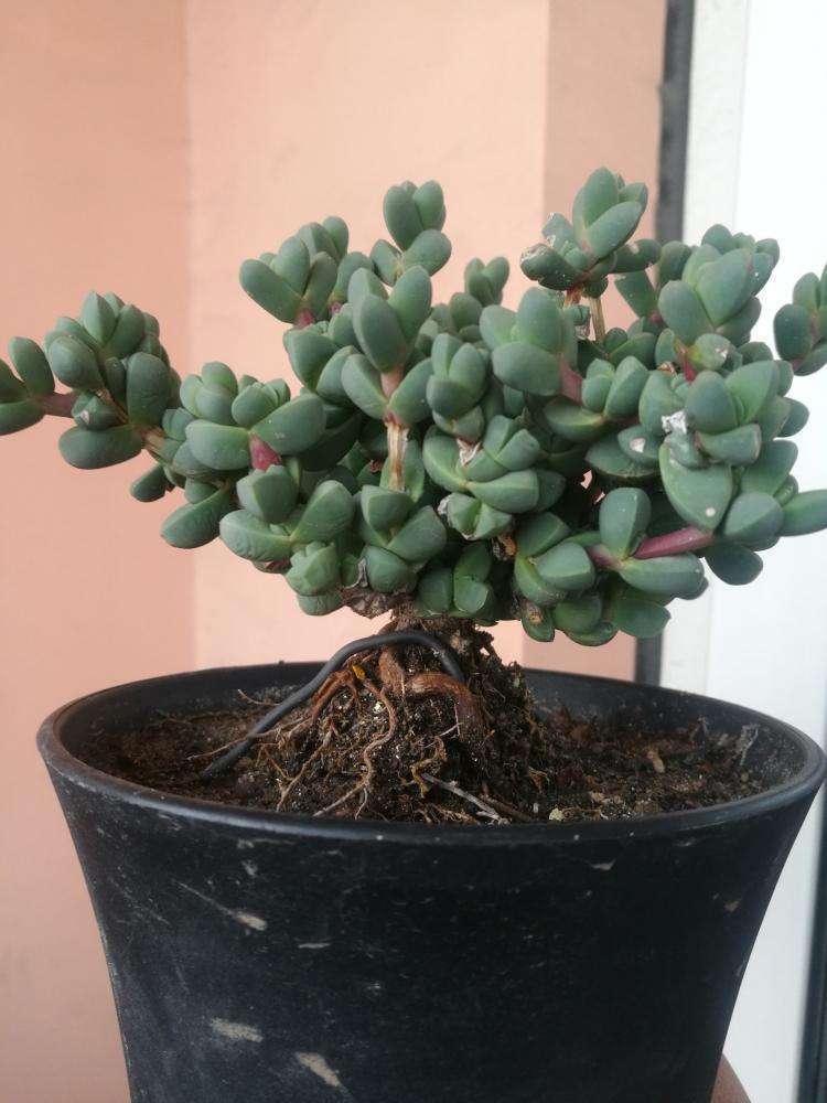 碧玉莲,鹿角海棠长得相似,叶子都是棱角分明肉嘟嘟,该怎么区分