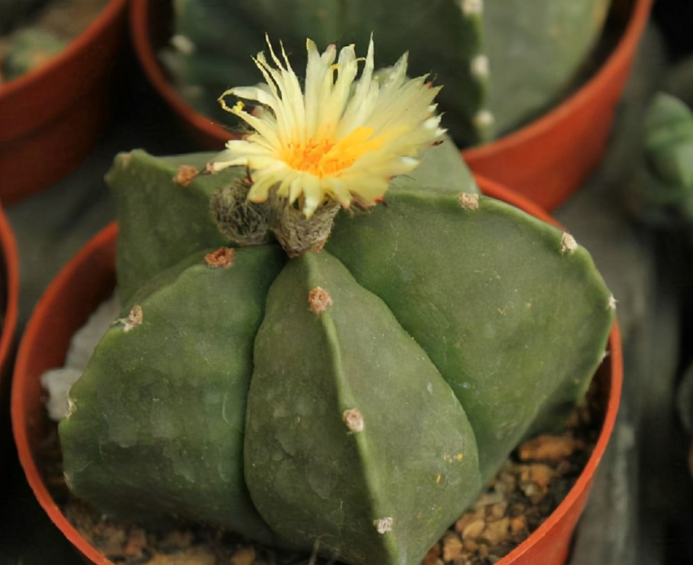 一种特殊多肉名叫鸾凤玉外形圆滚滚样子软萌可爱