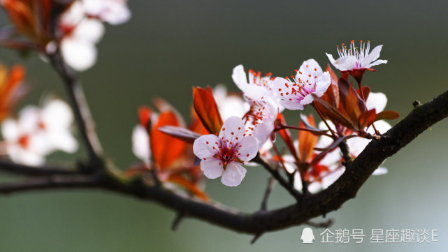 11月3日星座运势 白羊坦诚相待 狮子贵人相助 摩羯勇往直前 腾讯网