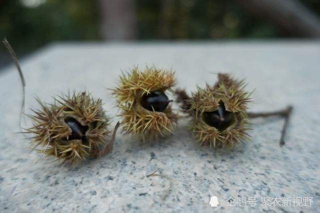 农村里的椎子果,被称为野生板栗,炒来吃非常香,城里基本吃不到