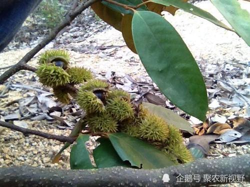 农村里的椎子果被称为野生板栗炒来吃非常香城里基本吃不到