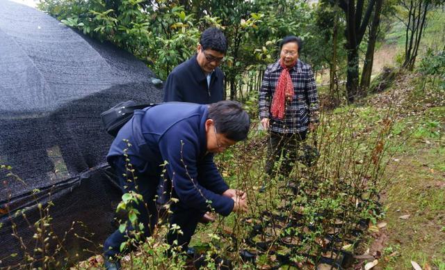 普陀鹅耳枥|浙江一植物，被称为“地球独子”，全世界就一颗，警察24小时守卫