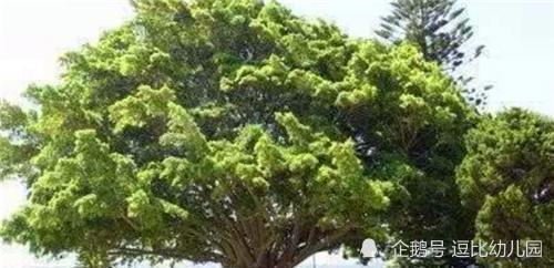 利夫·库尔曼|一棵见证人类起源的“长寿树”，活了9500年，如今依然在生长