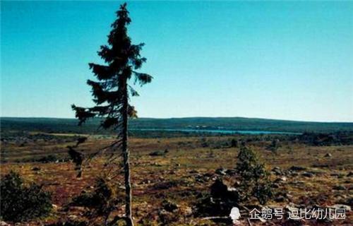 利夫·库尔曼|一棵见证人类起源的“长寿树”，活了9500年，如今依然在生长