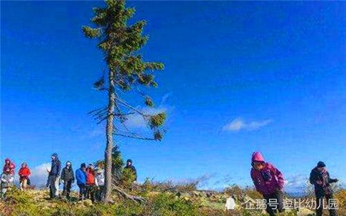 利夫·库尔曼|一棵见证人类起源的“长寿树”，活了9500年，如今依然在生长