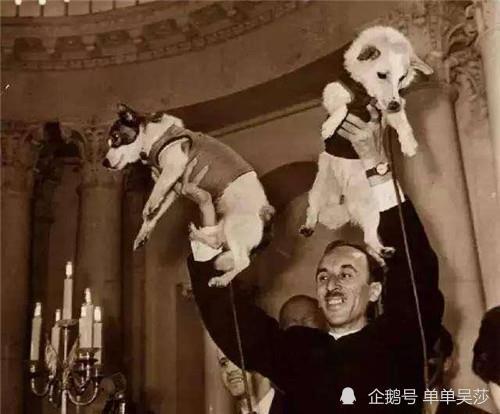 莱伊卡|63年前，苏联将一只狗送上太空，为何飞行仅4天，就被执行安乐死