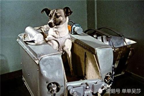 莱伊卡|63年前，苏联将一只狗送上太空，为何飞行仅4天，就被执行安乐死