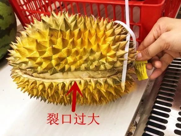 嗅觉|榴莲闻着臭吃着香，是因为我们的嗅觉分为鼻前嗅觉和鼻后嗅觉