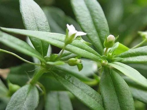 白花蛇舌草的功效与作用 白花蛇舌草的食用方法有哪些 腾讯新闻