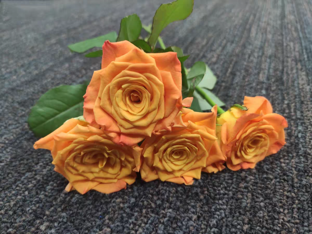 100种玫瑰之46金色海岸