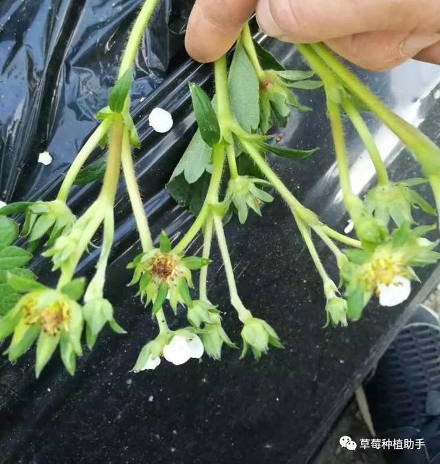 疏花疏果四是为增加通风透光性,打叶过多过狠花果期,为了提高通风透光