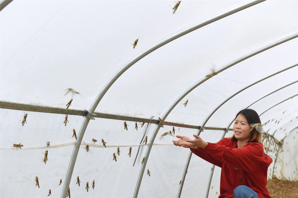 农村养殖蝗虫致富,害虫摇身一变成"黄金"_腾讯新闻