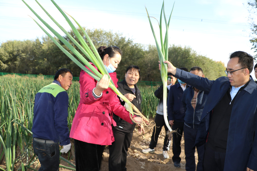 烟薯|大兴“五村联营”，抱团“造血”闯出新路