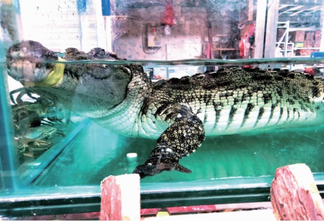 市民反映:海鲜市场卖活鳄鱼,鳄鱼能吃吗?