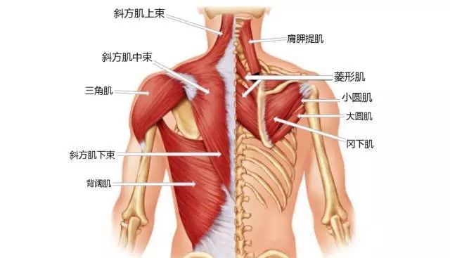 肩部肌肉图解示意图图片