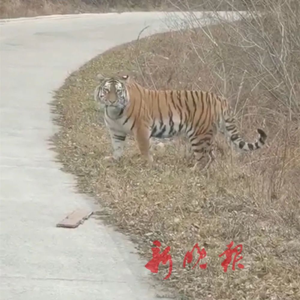 车正在公路上行驶,突然蹿出一只野生东北虎!一路尾随