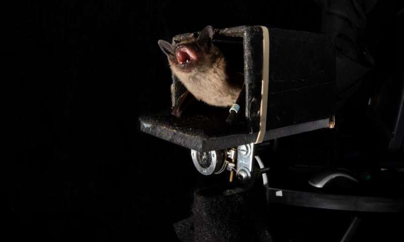 蝙蝠|研究发现：蝙蝠可以“预测未来”，这种生物的秘密太多了