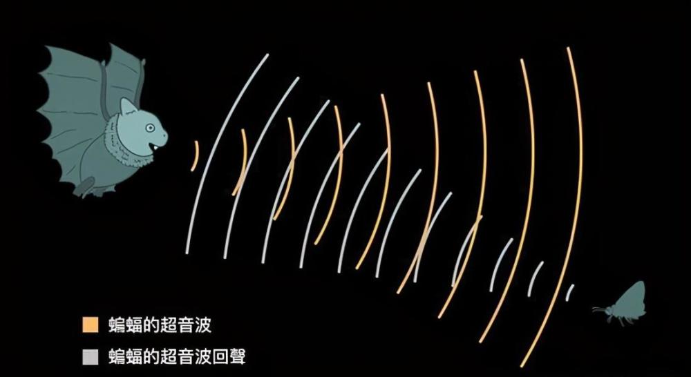蝙蝠|研究发现：蝙蝠可以“预测未来”，这种生物的秘密太多了