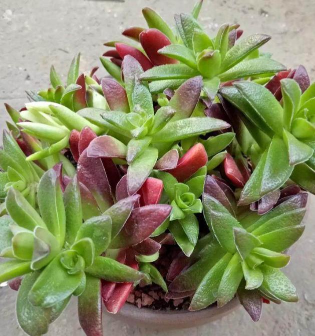 多肉植物"穿裙子"太难看!该怎么预防,处理好?