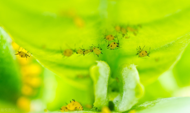 什么是蚜虫 盆栽植物长满了蚜虫怎么处理 详细教程在这里 蚜虫 昆虫
