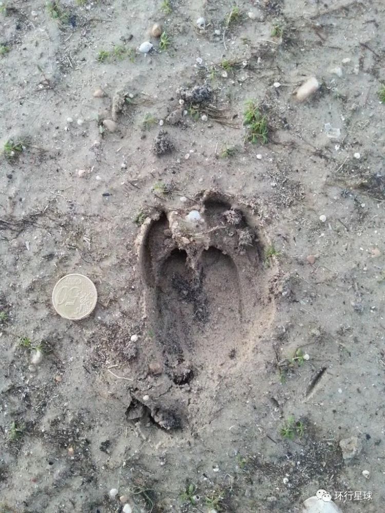 野猪脚印来源:vestigia.e-monsite.